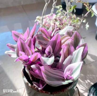油画婚礼吊兰养殖方法和注意事项(一根枝条能繁殖大片)-图片5